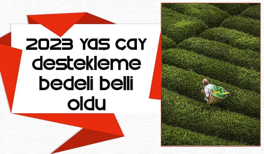 2023 yaş çay destekleme bedeli belli oldu