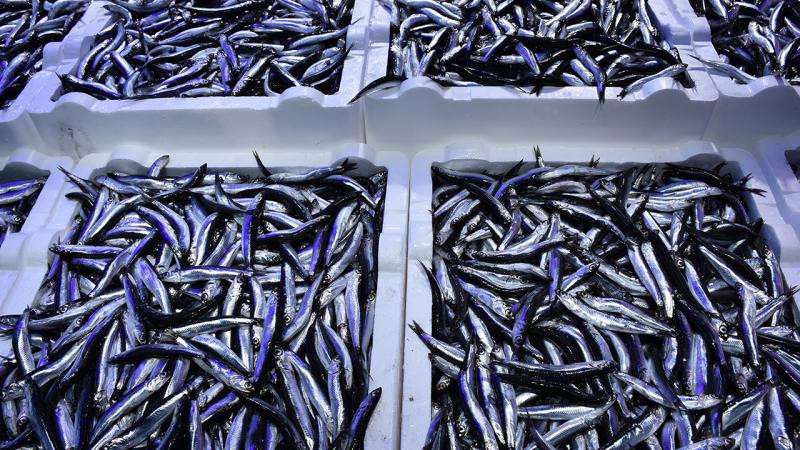 7 aylık hamsi ihracatı yüzde 11 arttı