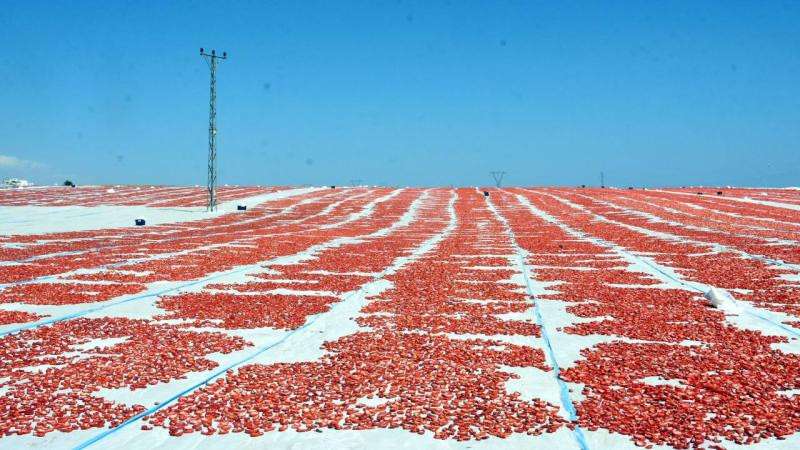 Batman’dan 100'e yakın ülkeye kurutmalık domates ihraç ediliyor