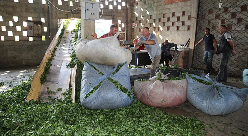 Çay üreticileri yüzde 100 zam istiyor