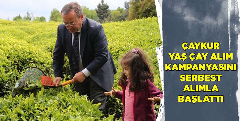 ÇAYKUR Yaş Çay Alım Kampanyasını Serbest Alımla Başlattı