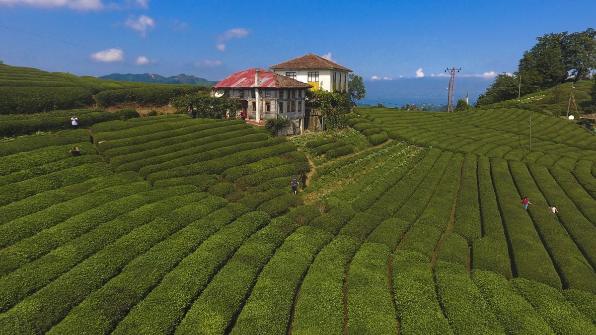 Çiftçi Kayıt Sistemi (ÇKS) Nedir, Çay Üreticileri Nasıl Başvurabilir?