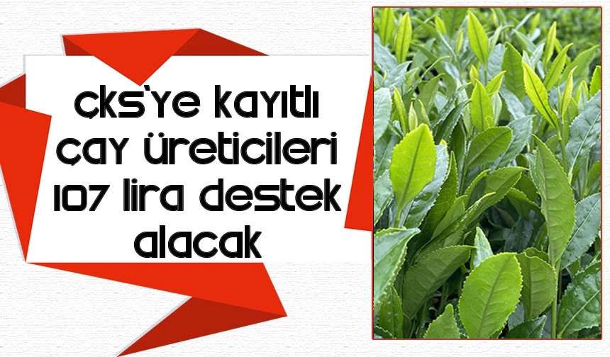 ÇKS'ye kayıtlı çay üreticileri 107 lira destek alacak