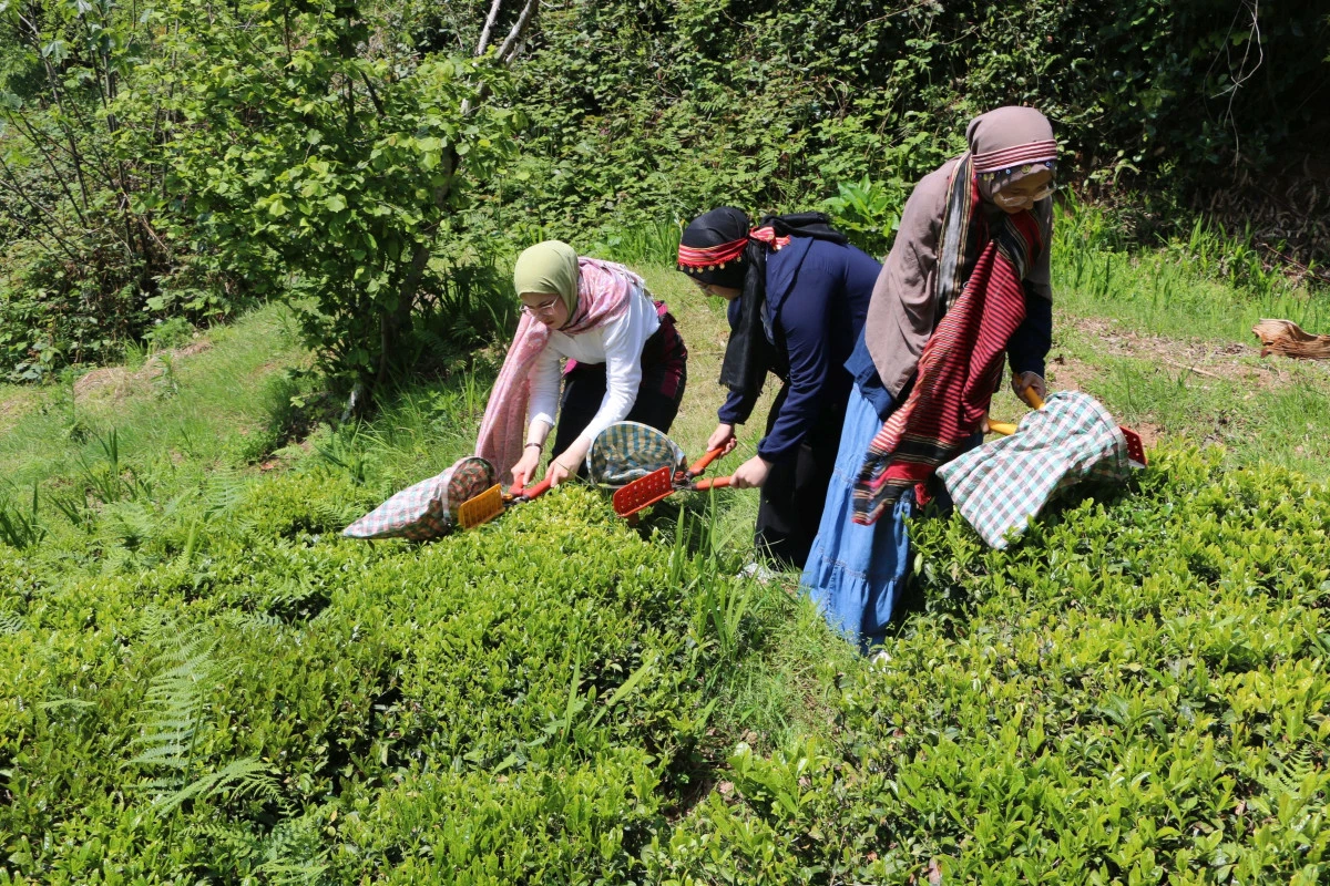 Konyalı öğrenciler Of'ta çayı yakından tanıdı