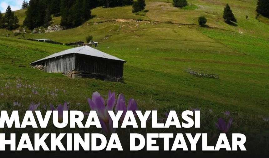 Mavura Yaylası turistlerin ilgi odağı | Mavura Yaylası nerede, nasıl gidilir?