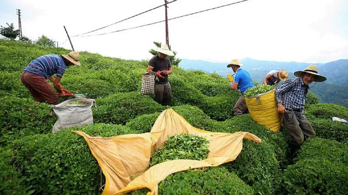 Ocak 2025'te Türkiye'nin Çay İhracatı 1,2 Milyon Doları Aştı