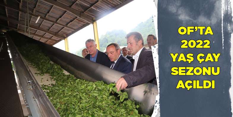 Of'ta 2022 yaş çay sezonu açıldı