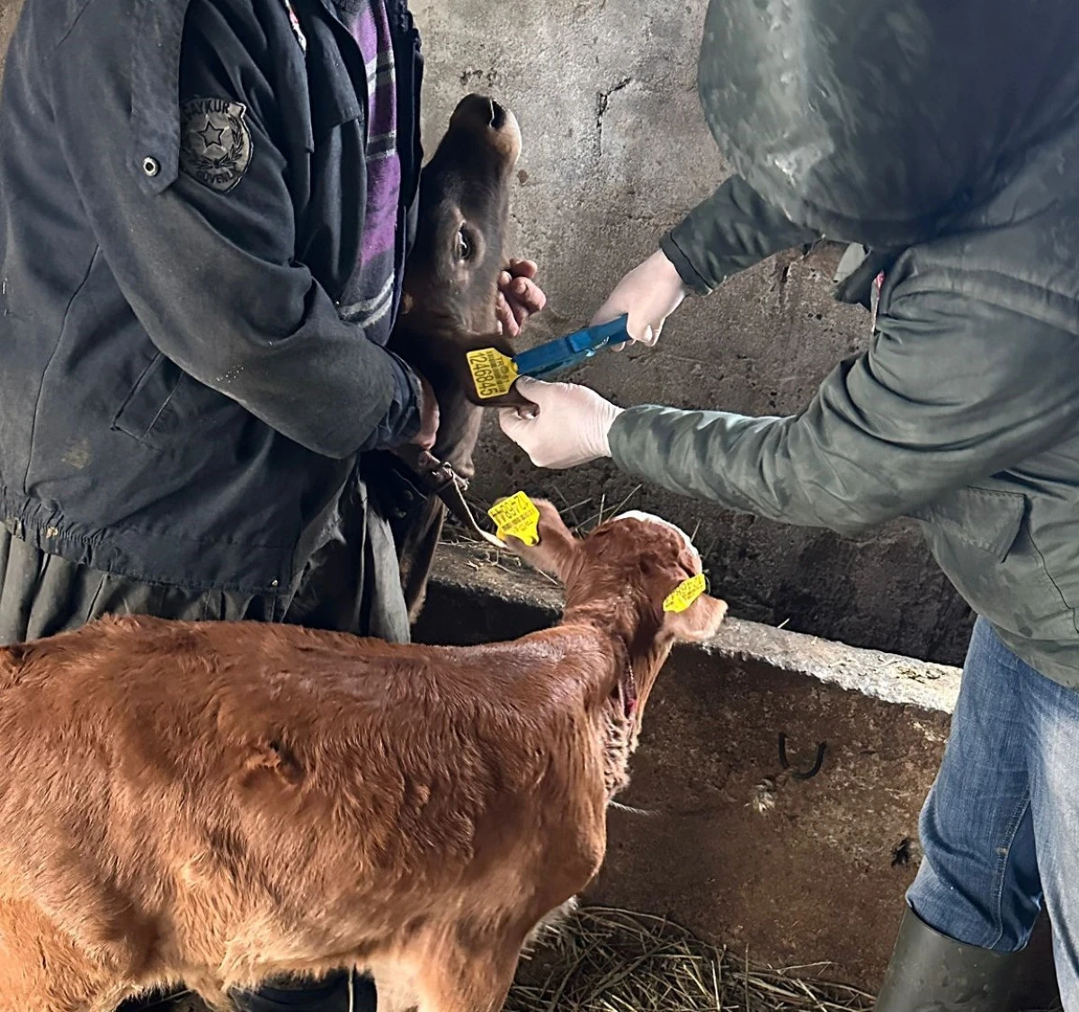 Of'ta Hayvan Sağlığı İ&ccedil;in Seferberlik: Aşılama ve K&uuml;peleme &Ccedil;alışmaları S&uuml;r&uuml;yor