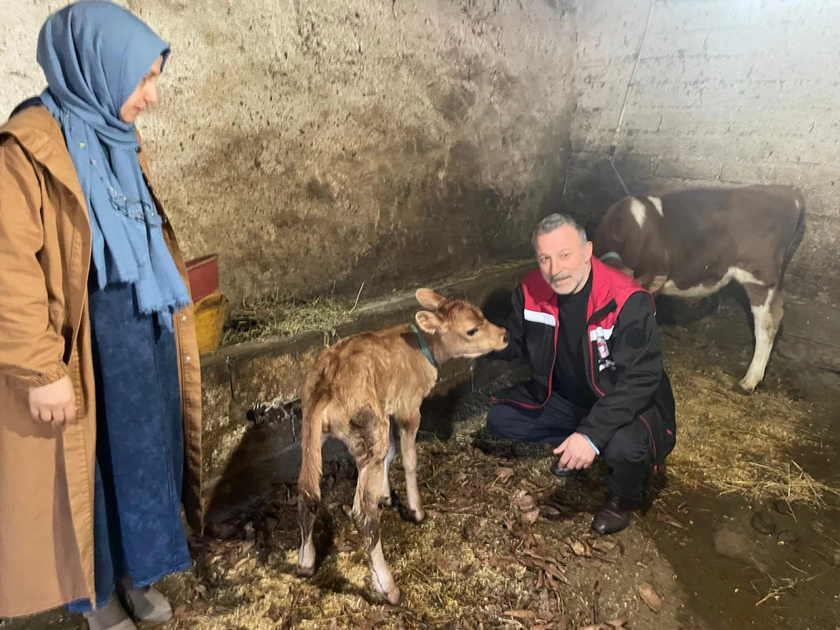 Of'ta Jersey Bereketi: İlk Yavrular ve 'Torunlar' D&uuml;nyaya Geldi