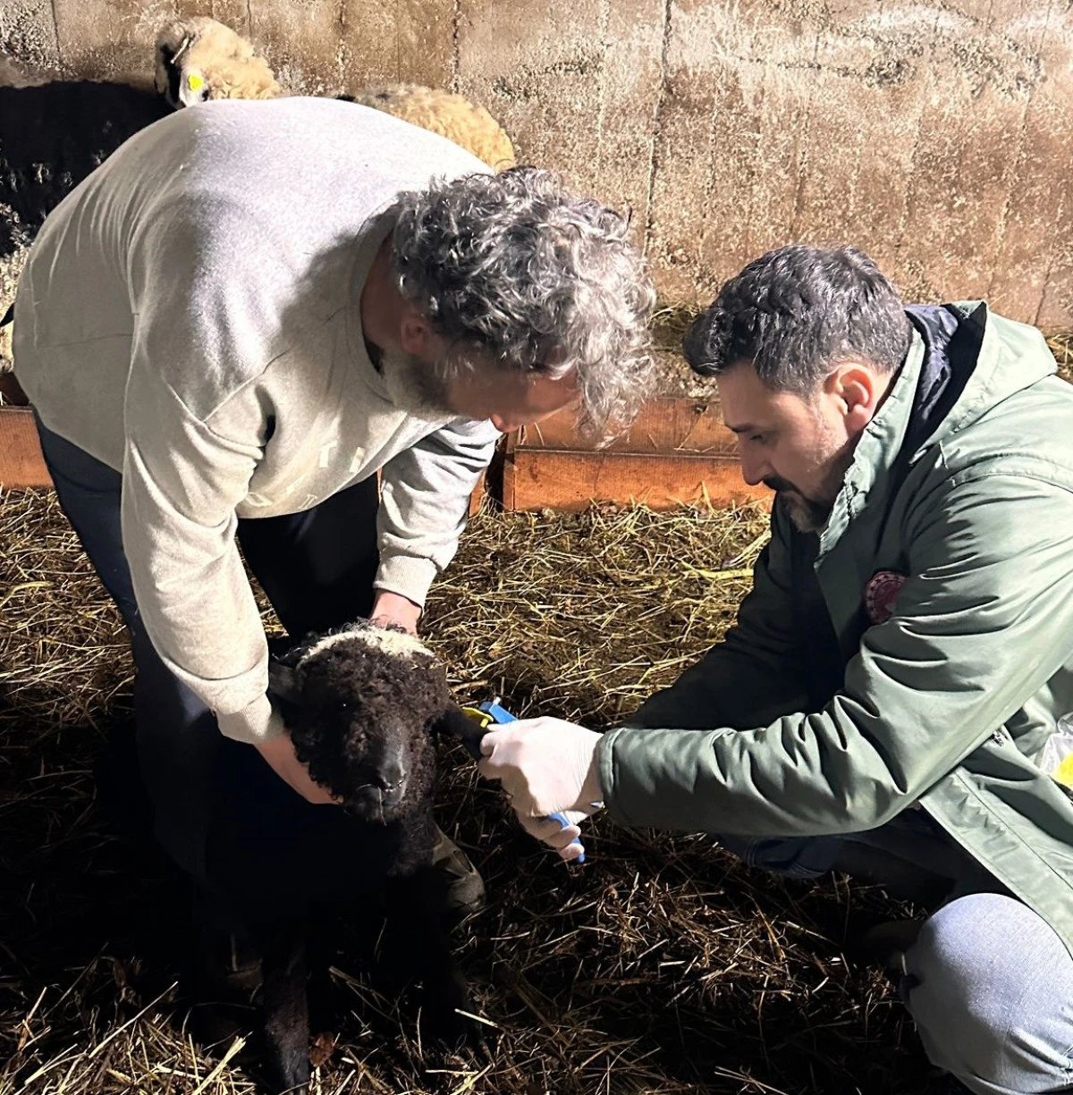 Of'ta K&uuml;&ccedil;&uuml;kbaş Hayvanlara Sağlık Taraması