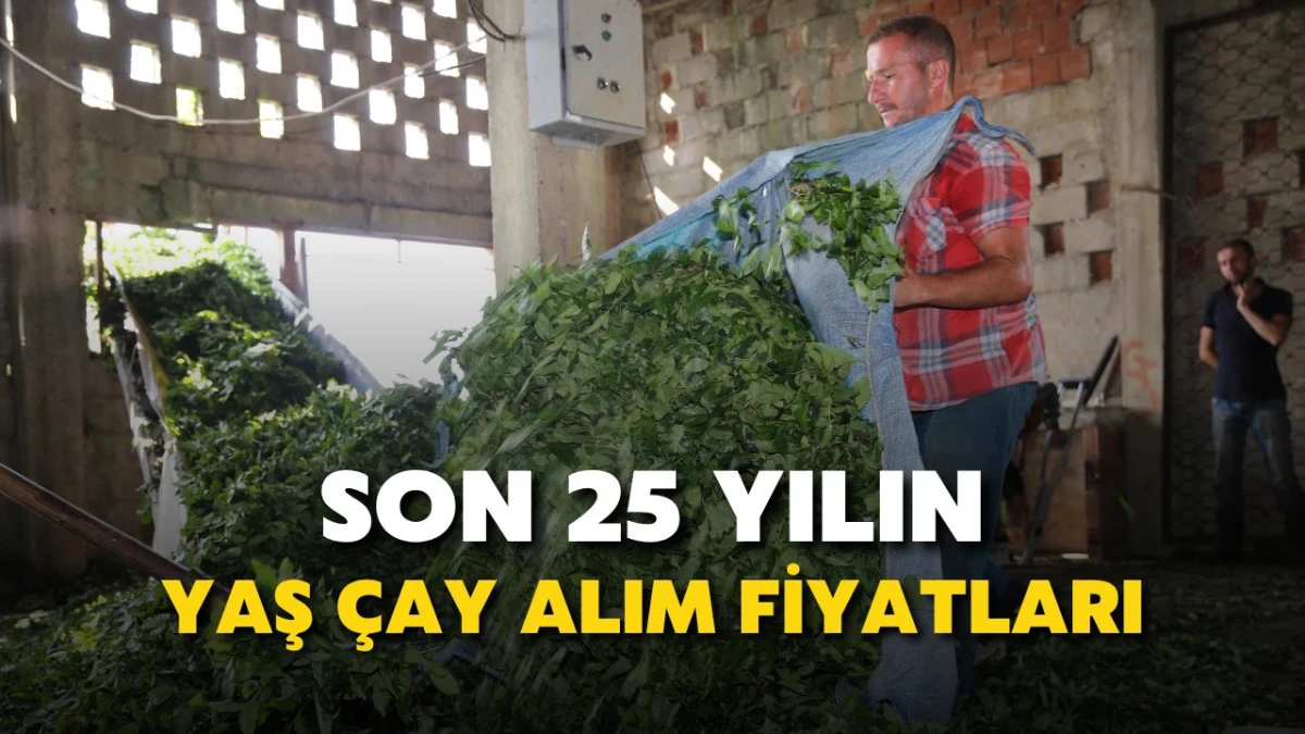 Son 25 Yılın Yaş Çay Alım Fiyatları (2000-2025)