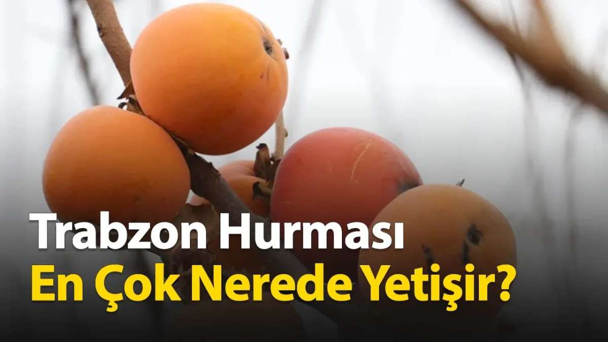 Trabzon Hurması En Çok Nerede Yetişir? İşte Üretim Bölgeleri