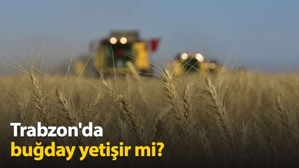 Trabzon'da Buğday Yetişir mi?