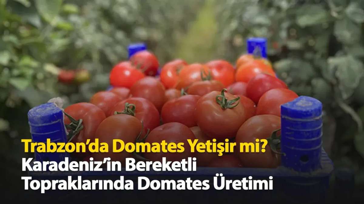 Trabzon'da Domates Yetişir mi? Karadeniz'in Bereketli Topraklarında Domates Üretimi
