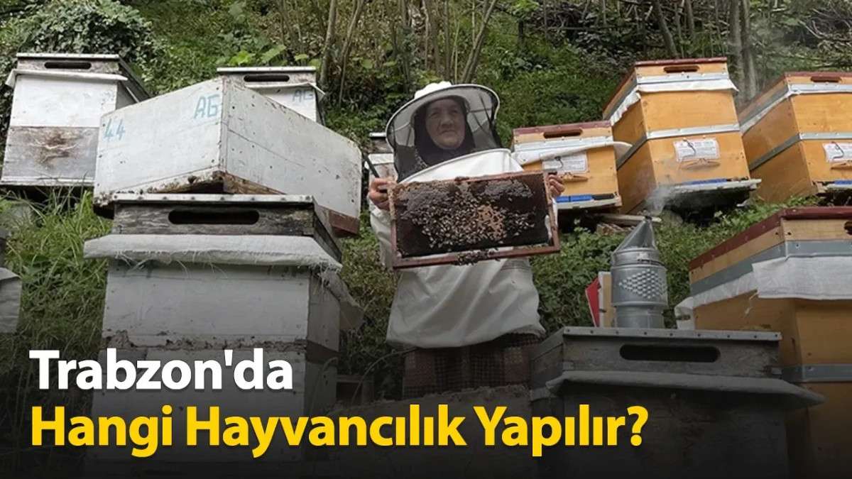 Trabzon'da Hangi Hayvancılık Yapılır?