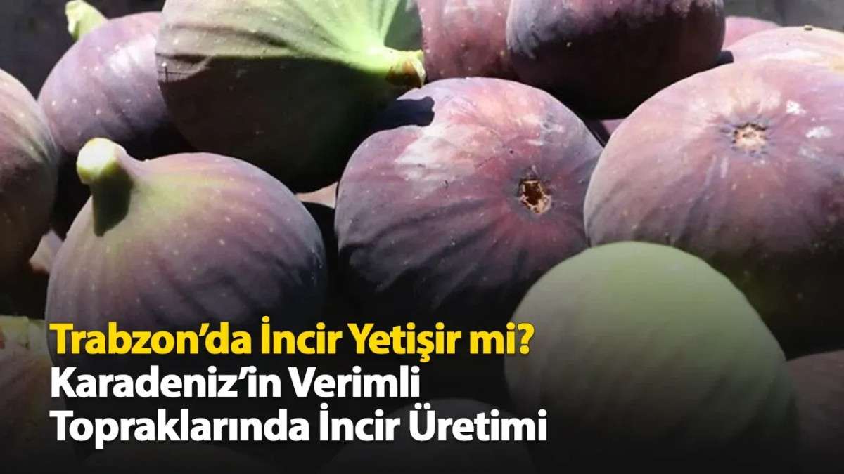 Trabzon'da İncir Yetişir mi?
