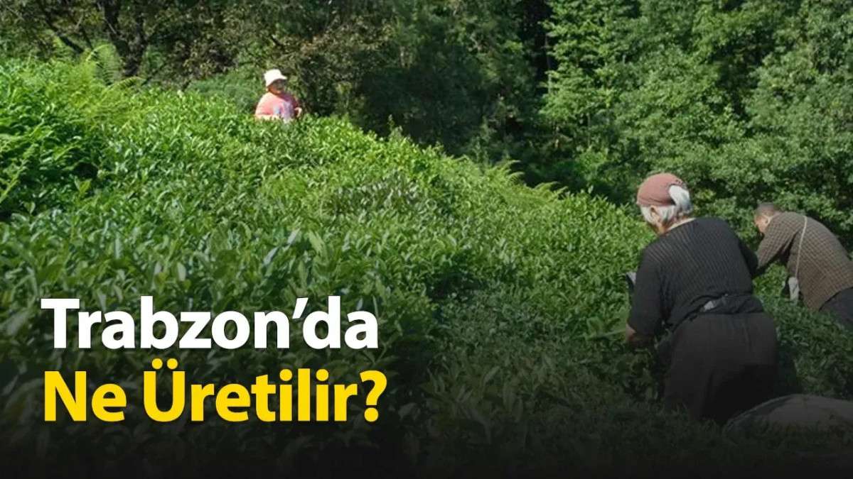 Trabzon'da Ne Üretiliyor?