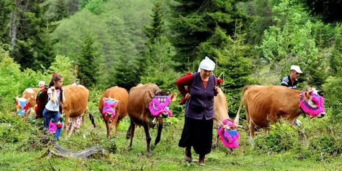Trabzon'un Ekonomik Gücü
