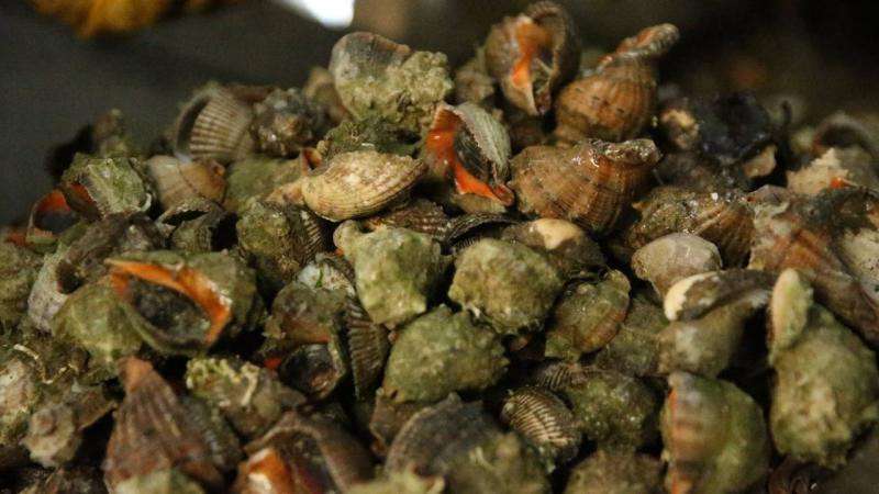 Türkiye'nin deniz salyangozu ihracatı yüzde 100 arttı