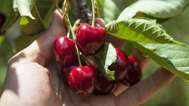 Türkiye'nin kiraz ihracatı 205 milyon dolara ulaştı