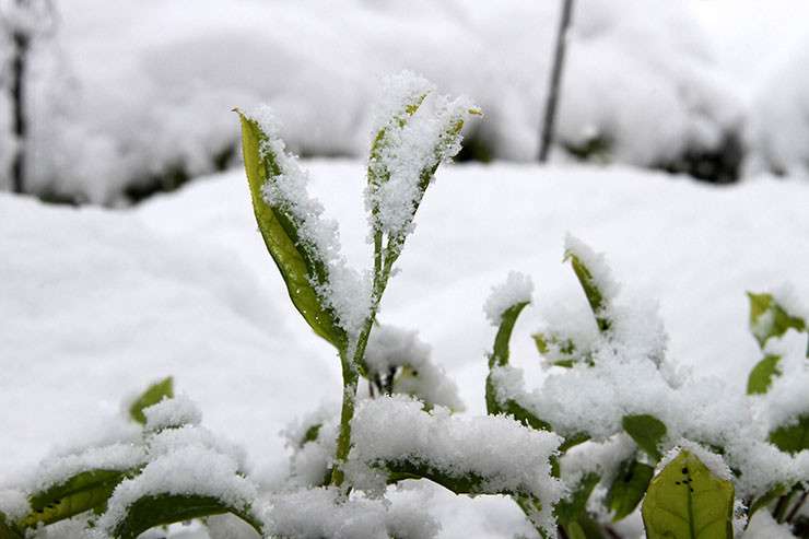 Üstüne yağan kar, çayda verim ve kaliteyi artıracak