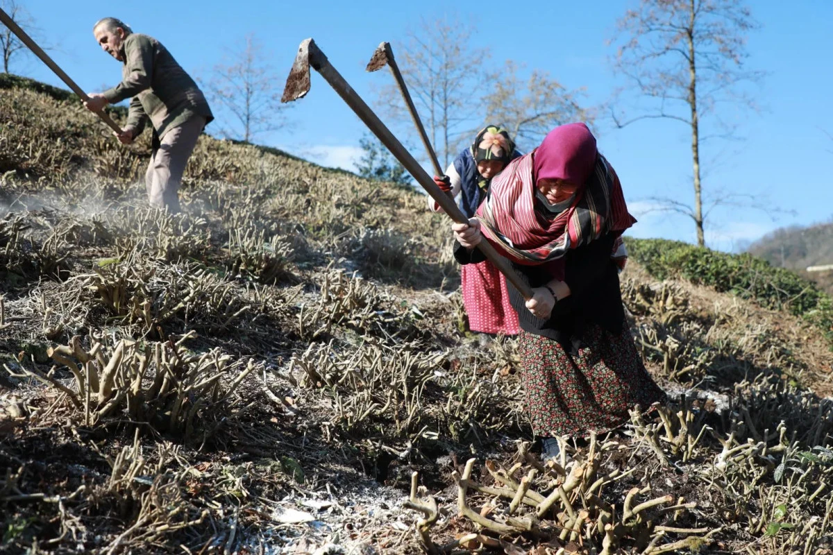 Yaş &Ccedil;ay &Uuml;reticilerine Kritik Uyarı: 2026 Yılı Budama &Ouml;l&ccedil;&uuml;mleri Başladı!
