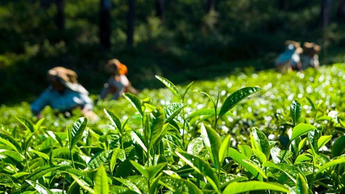 ÇAYKUR, kontenjanı 25 kilograma düşürdü